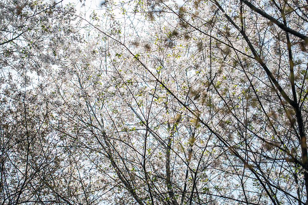frame